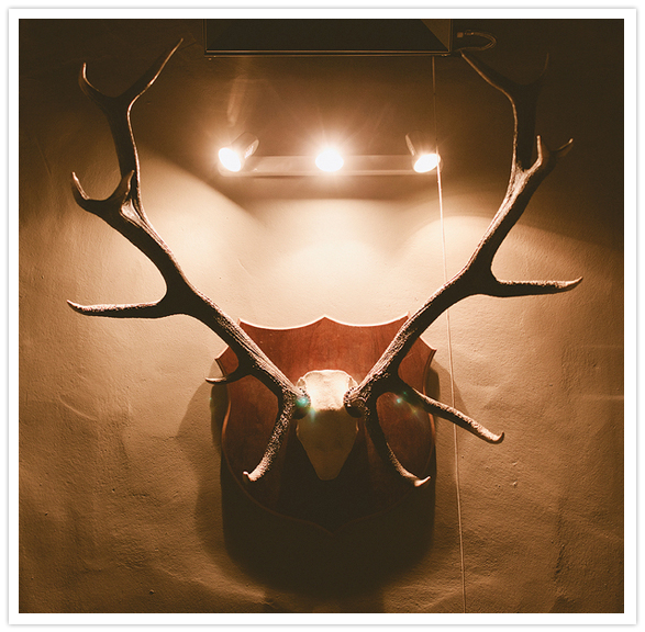 mounted antlers mounted antlers