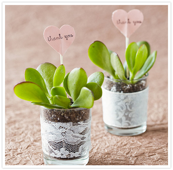 succulent wedding favors succulent wedding favors
