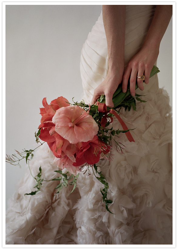 peach amaryllis peach amaryllis