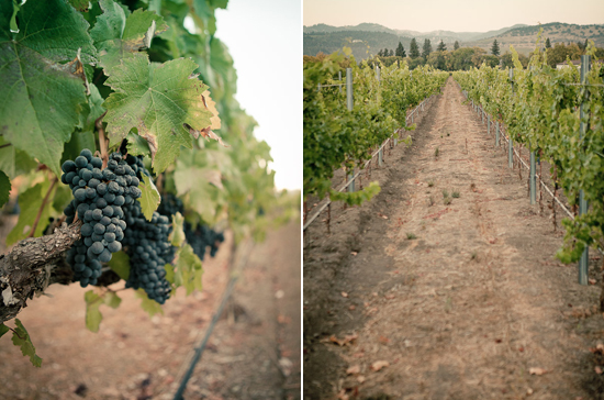 Napa Valley vineyard wedding