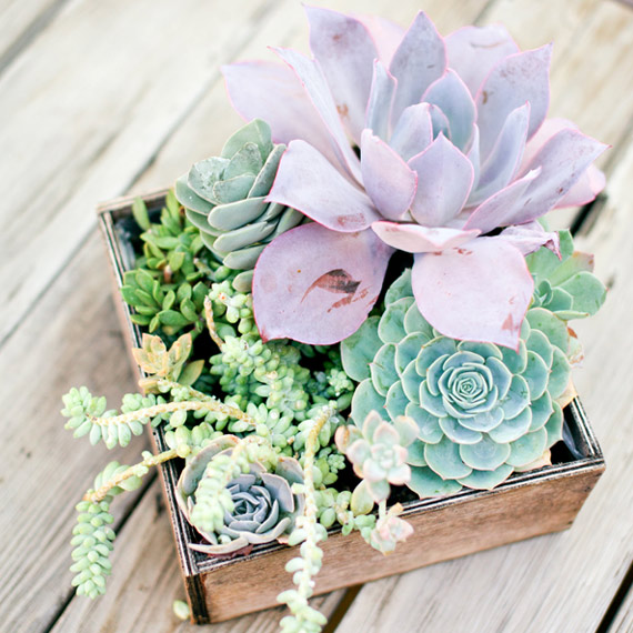 Succulent centerpiece | 100 Layer Cake