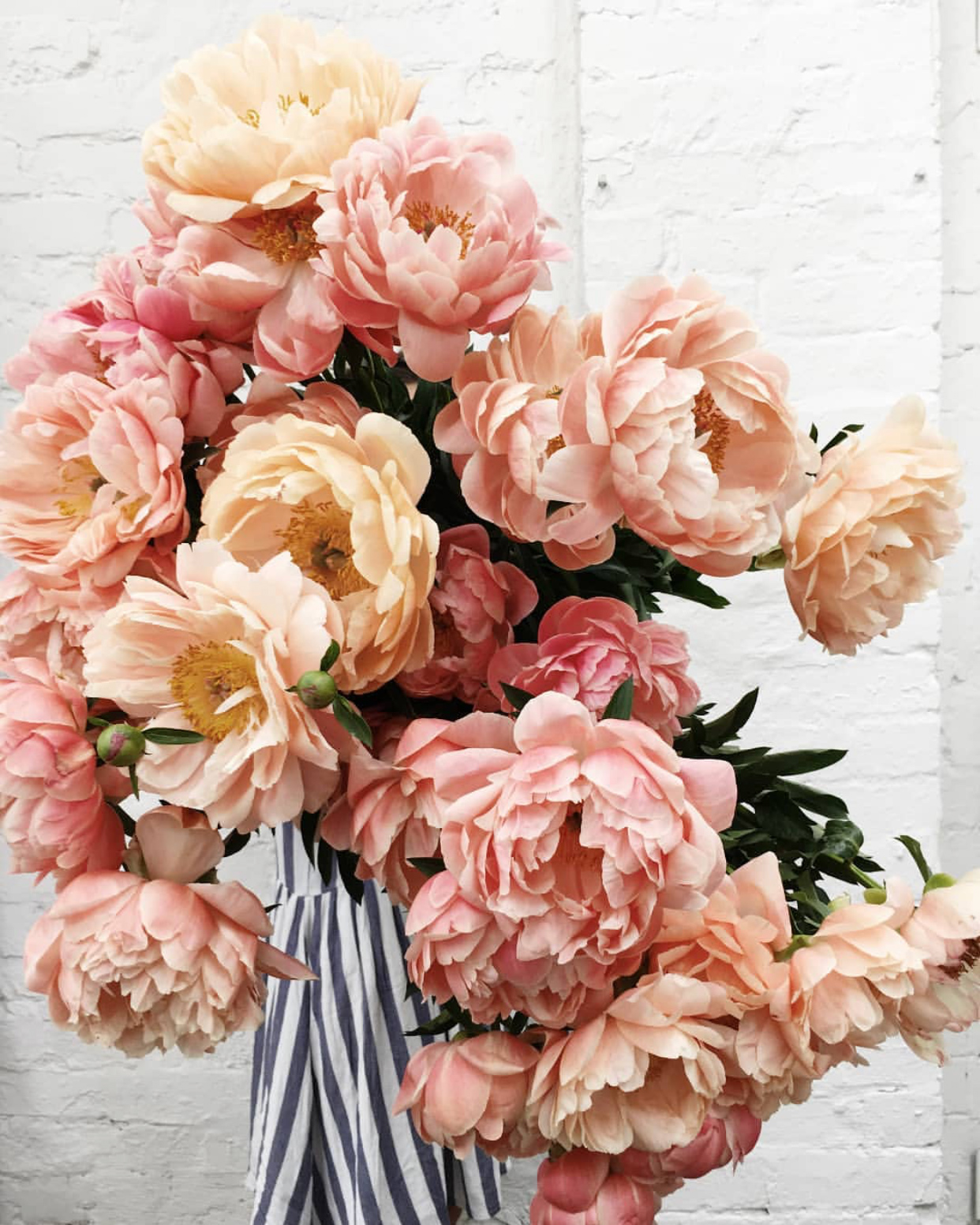 Coral charm peonies from Evelina Florence Flowers