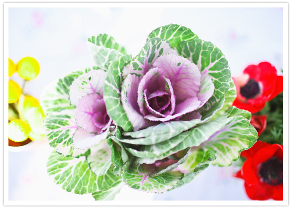 cabbage florals 