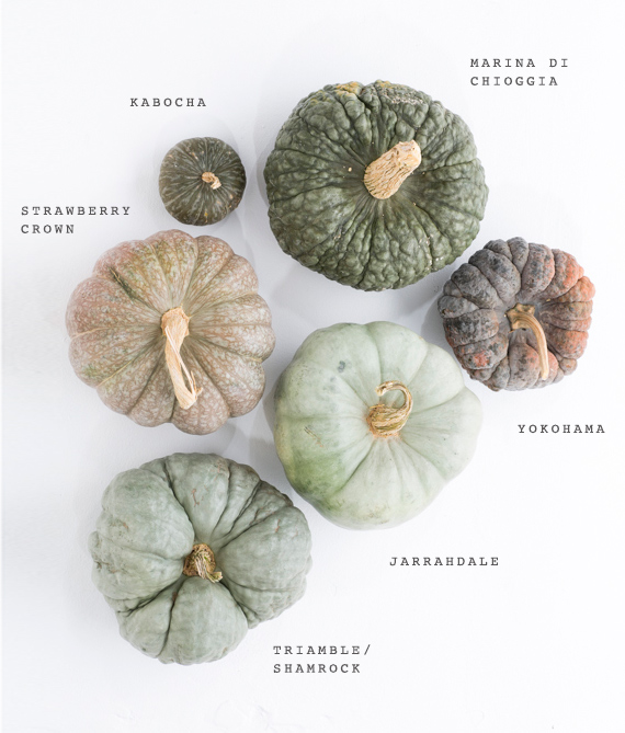 Green heirloom pumpkin varieties | Photo by Scott Clark | See more on 100layercake.com/blog
