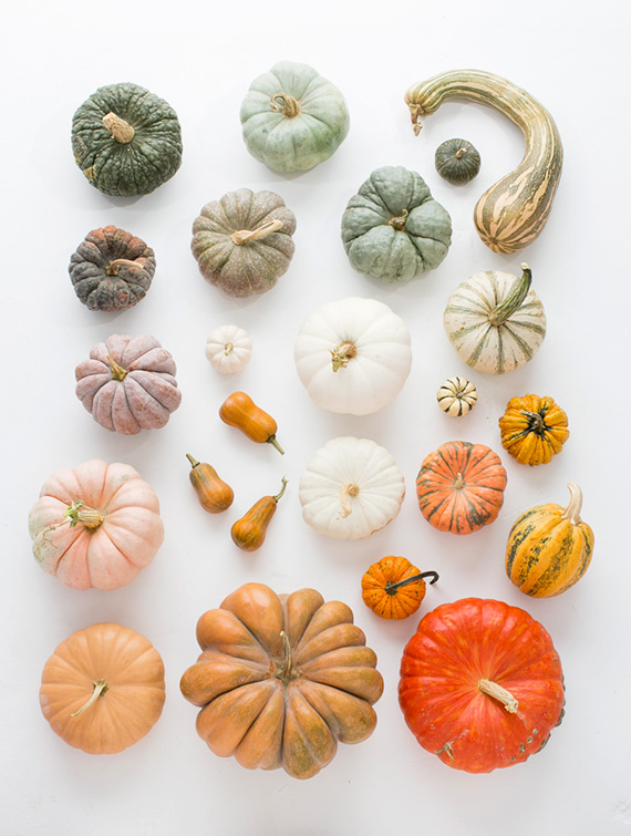 A guide to heirloom pumpkin varieties | Photo by Scott Clark | See more on 100layercake.com/blog