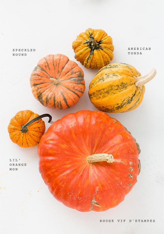 Orange heirloom pumpkin varieties | Photo by Scott Clark | See more on 100layercake.com/blog