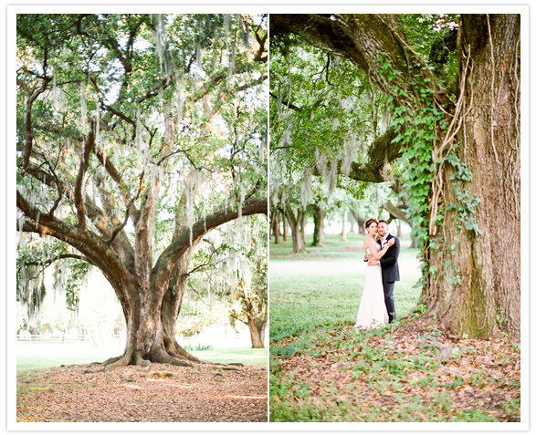 new orleans willow trees