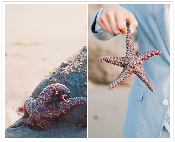 beach starfish 