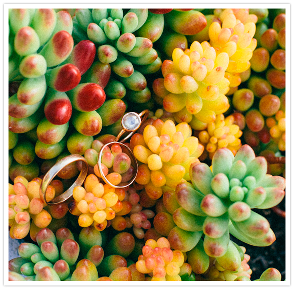 wedding rings atop vibrant succulents