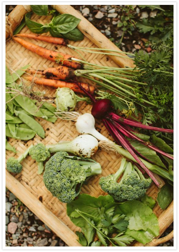 freshly picked veggies