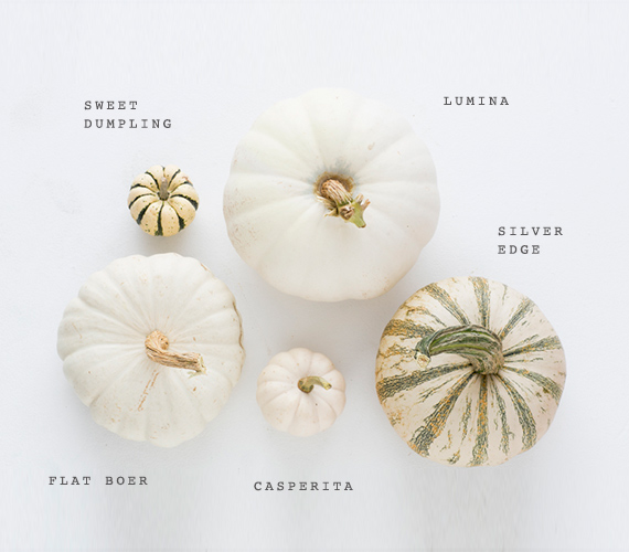 White heirloom pumpkin varieties | Photo by Scott Clark | See more on 100layercake.com/blog