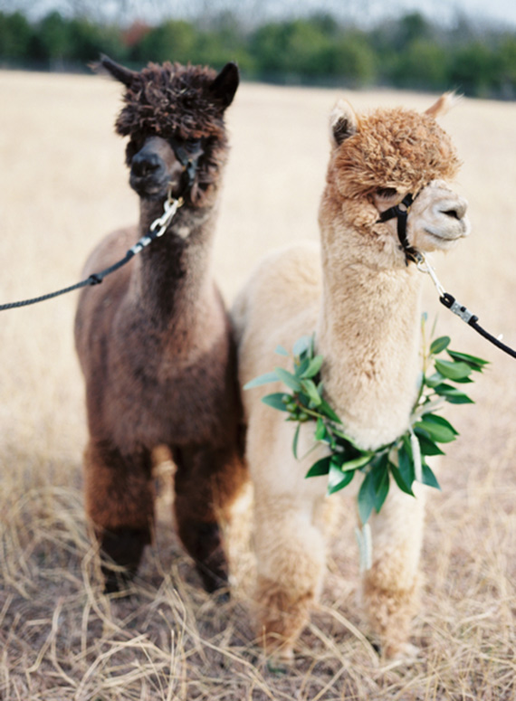 Alpaca farm wedding inspiration 