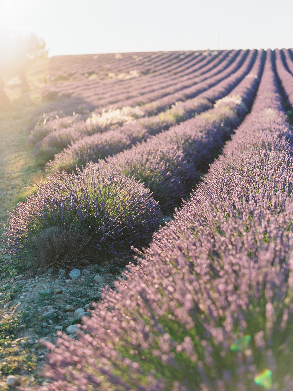 Lavender French wedding