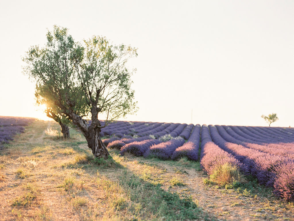 Lavender French wedding