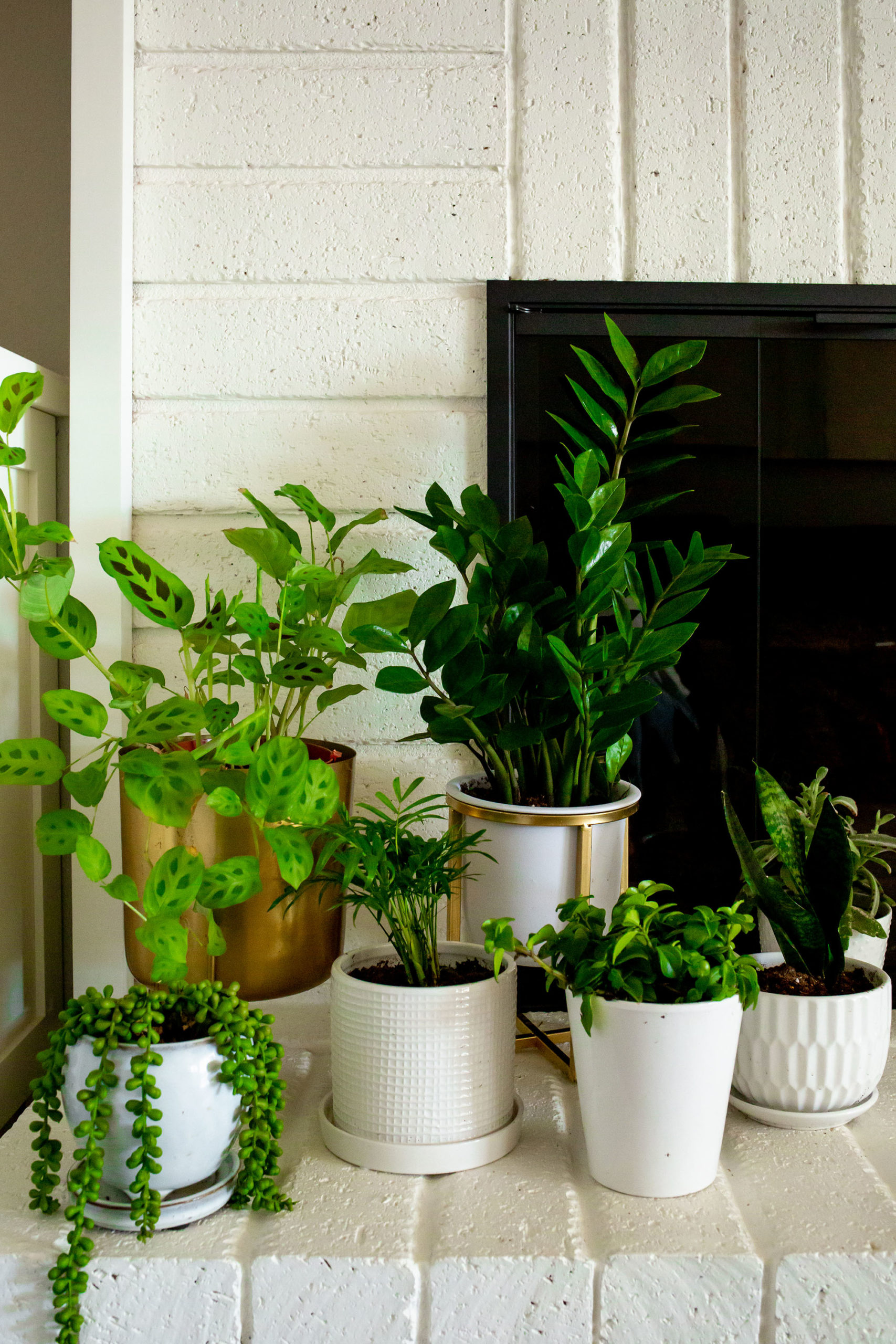 decorating with interior plants