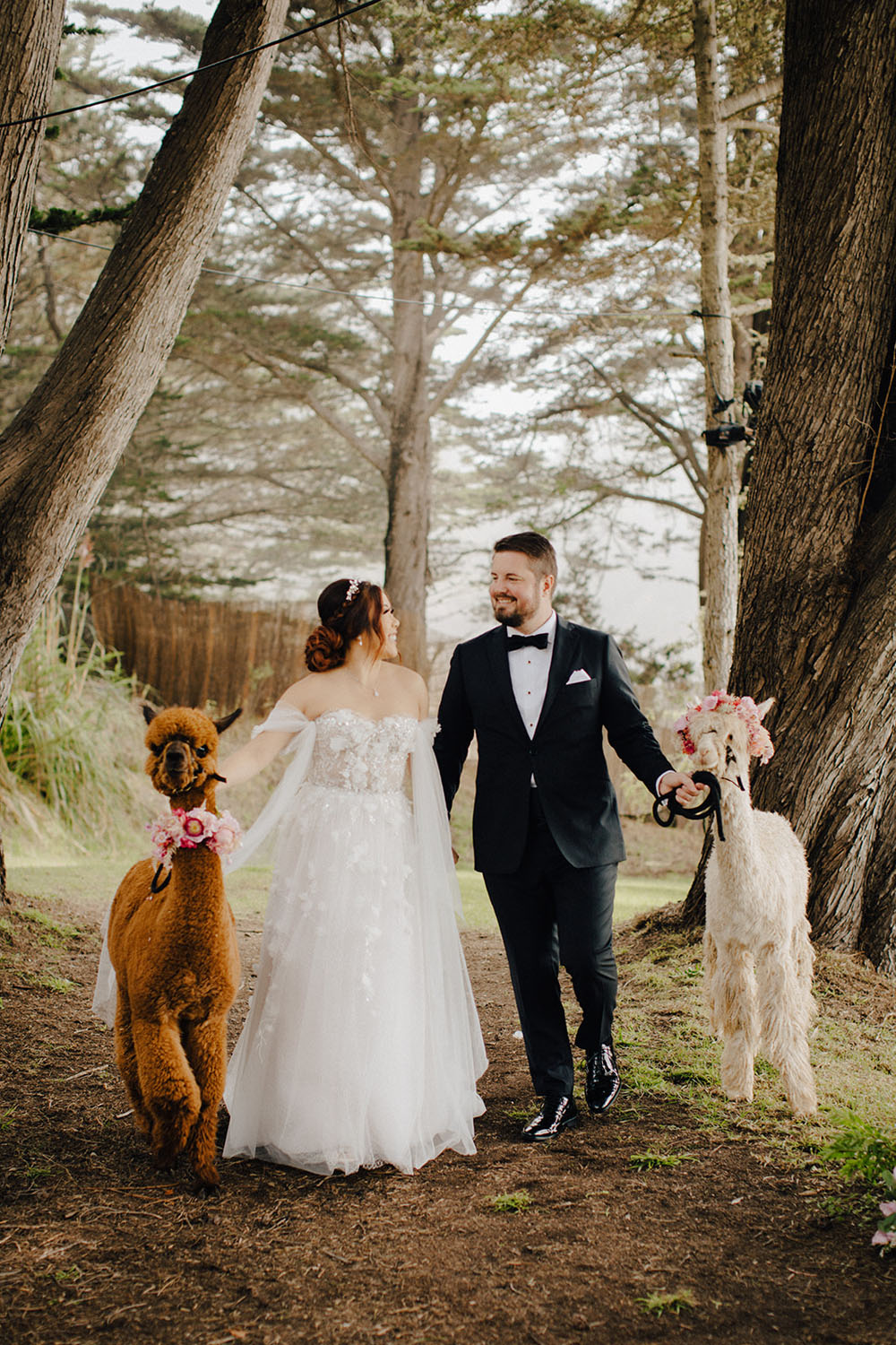 Alpacas at wedding in Big Sur