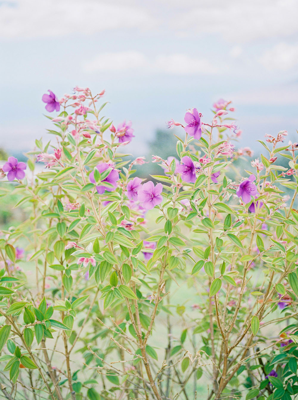 Maui lavender farms