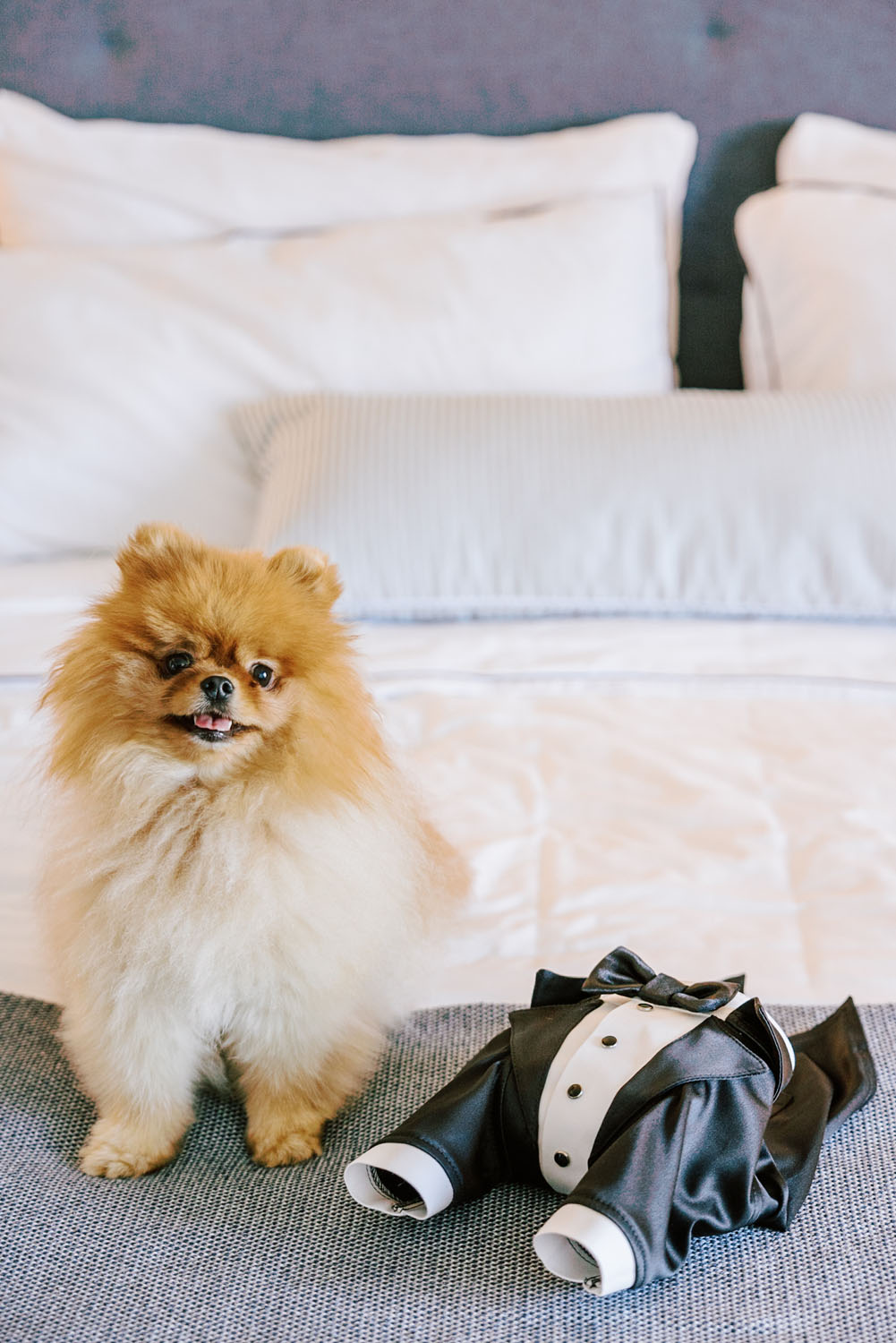 Pomeranian in tuxedo for wedding 