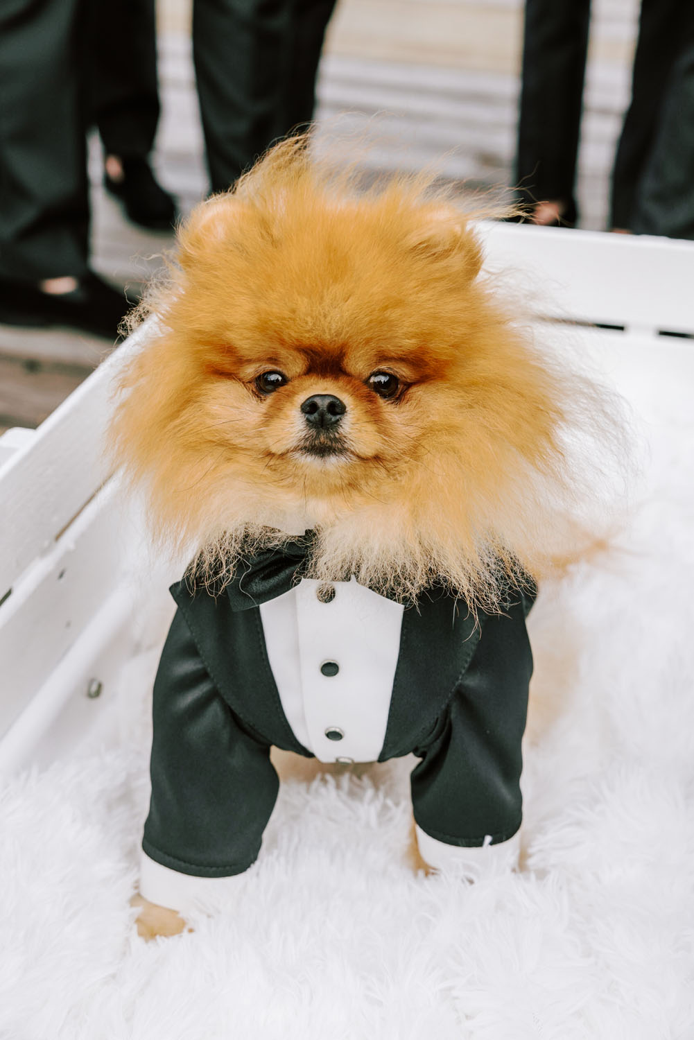 Pomeranian in tuxedo for wedding 
