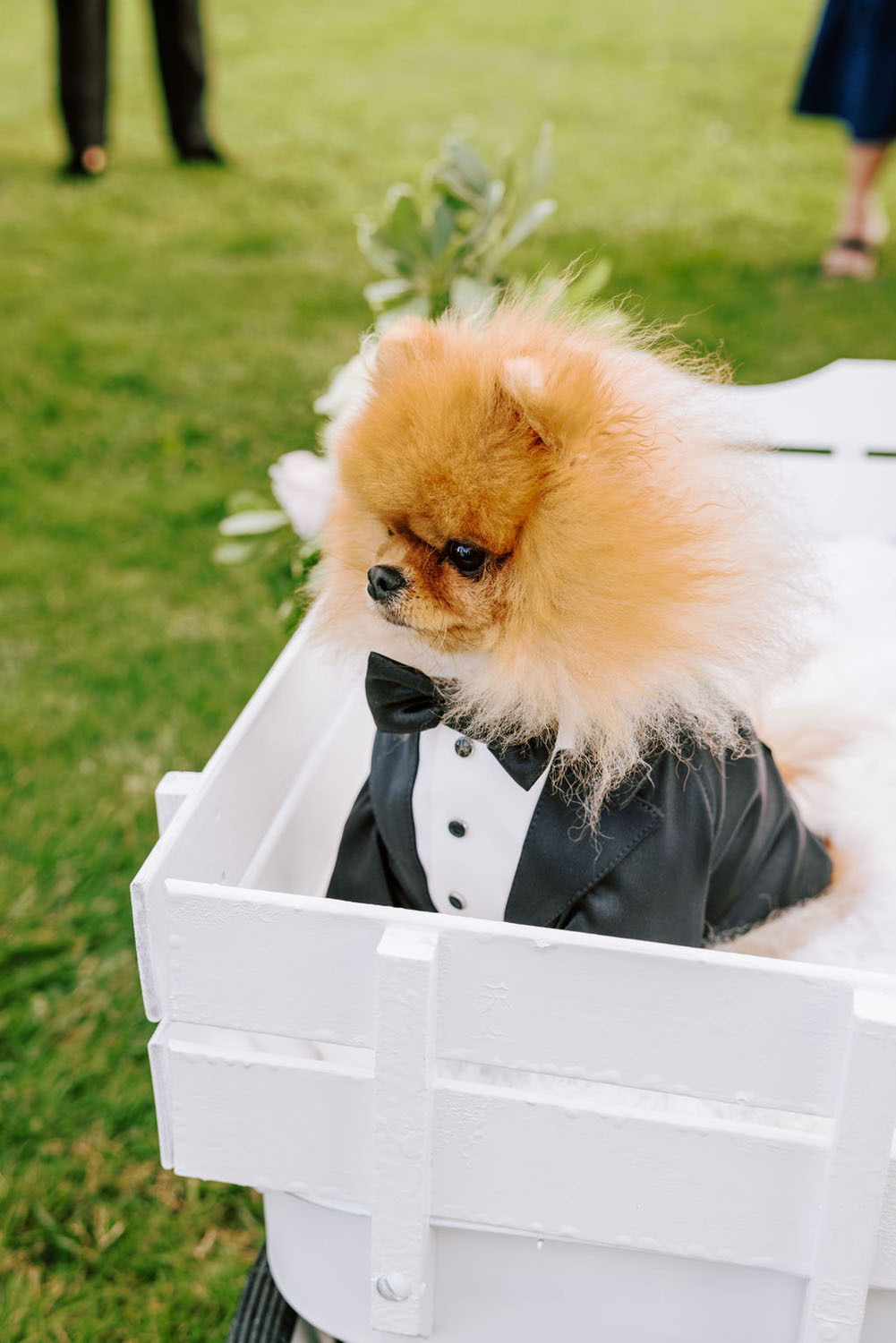 Dog in tuxedo for wedding 