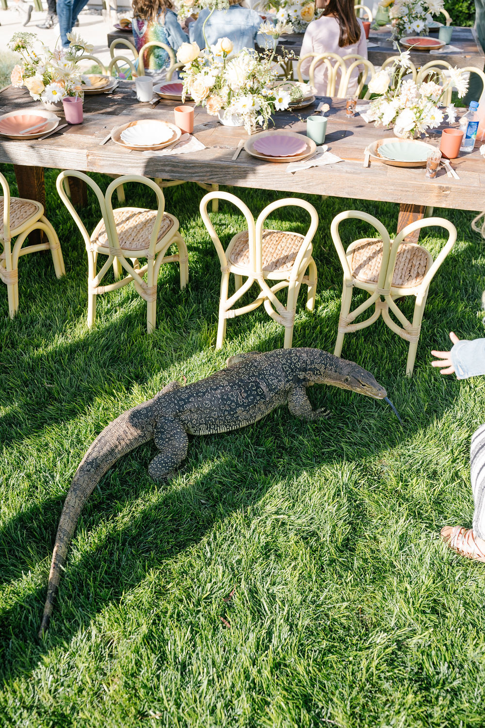 reptile petting zoo at kids birthday party