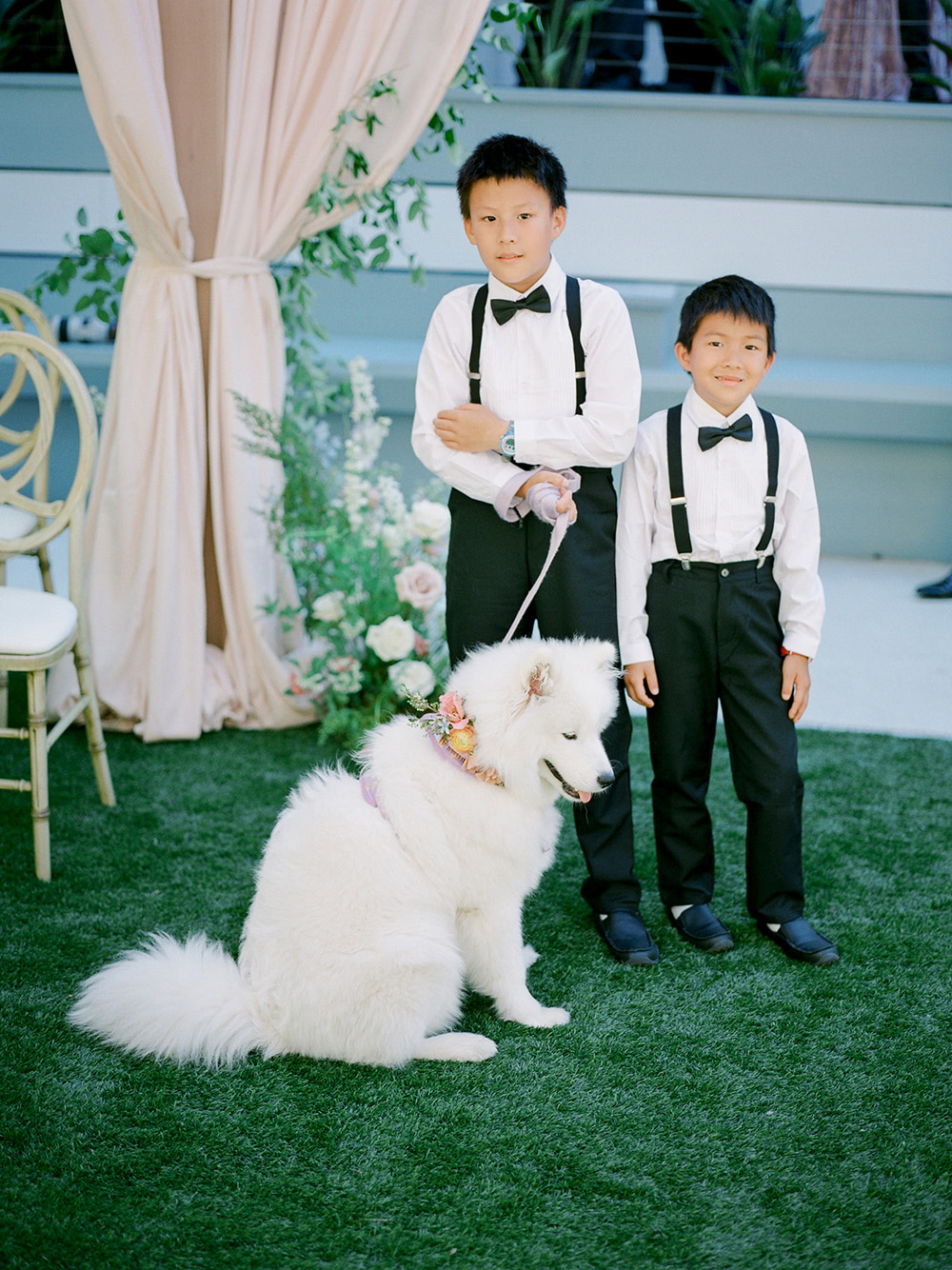 samoyed dog ring bearer in wedding