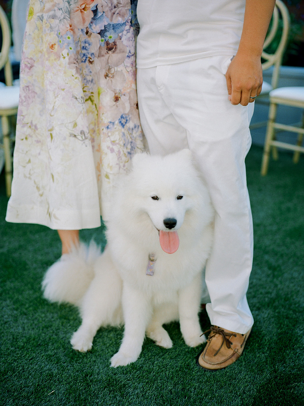 samoyed dog in wedding
