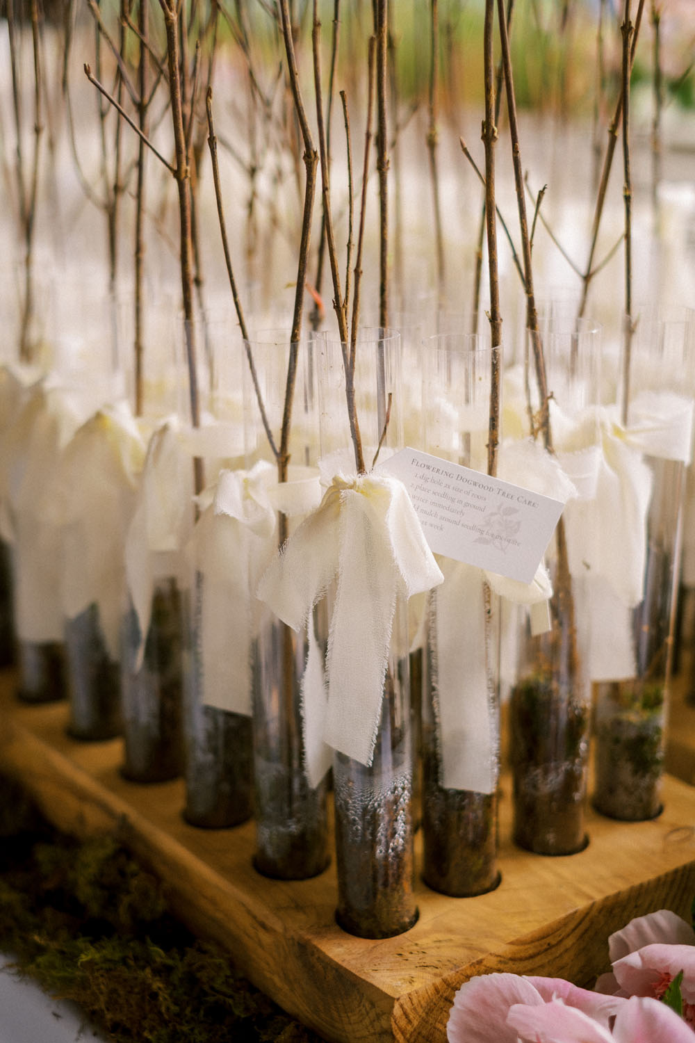 dogwood seedlings as wedding favors