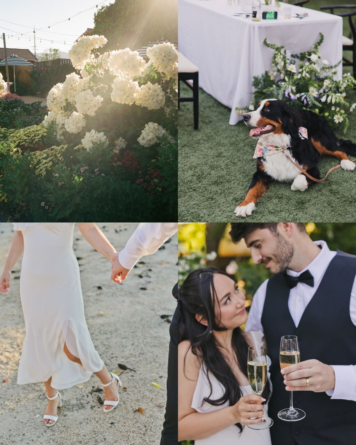 Napa Valley wedding cocktail hour